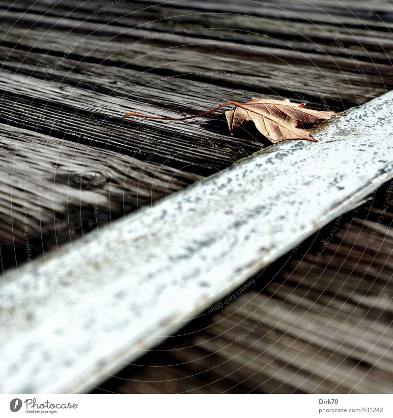 Alles muss vergehen Natur Herbst Blatt Ahorn Ahornblatt Kanada Wege & Pfade Holz Metall Stahl Linie Strukturen & Formen dehydrieren dunkel Klischee trist