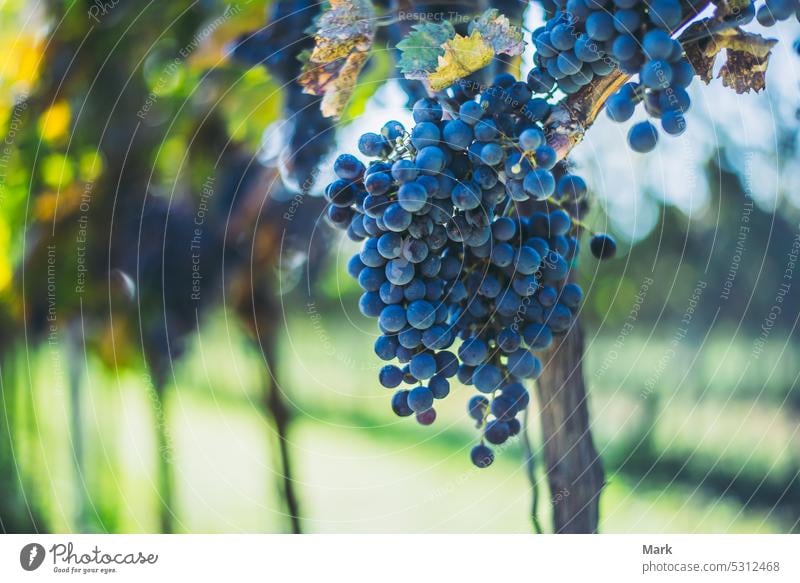 Blaue Weintrauben im Weinberg. Cabernet-Franc-Trauben für die Herstellung von Rotwein bei der Weinlese. Weinbau Ernte Weinrebe Ernten Frucht Cabernet Franc