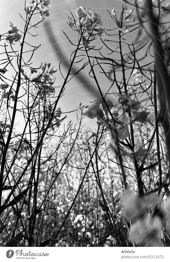 Versteck im Rapsfeld s/w Rapsöl Pflanze Landwirtschaft Blüte Rapsblüte Nutzpflanze Rapsanbau Feld Blühend Frühling verstecken Stengel