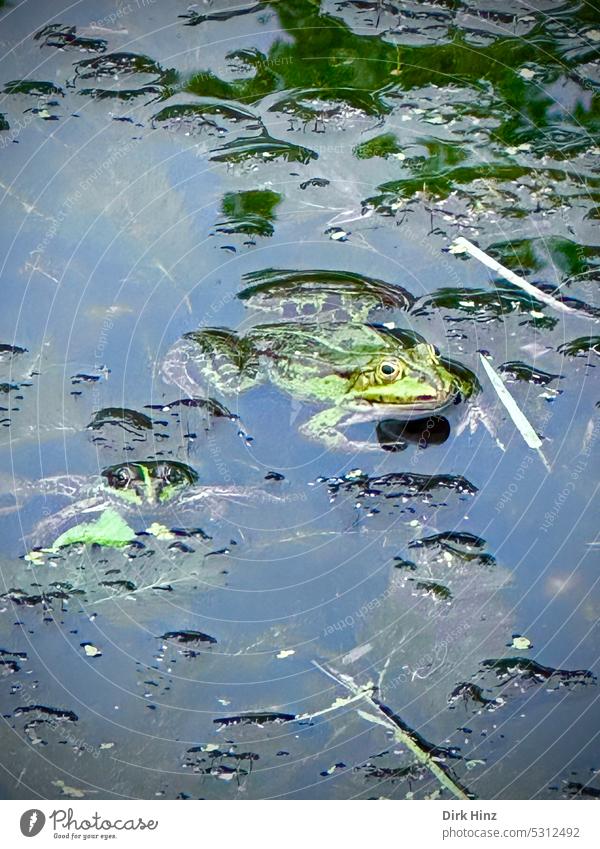 Zwei grüne Frösche im Teich mit Blickkontakt Frosch frösche Natur Reptil Tierwelt Wildtier Tümpel Wasser Farbfoto Außenaufnahme Tierporträt Menschenleer