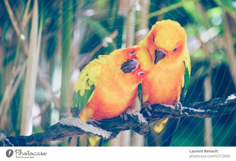 Nahaufnahme eines Paares von Sonnensittichen oder Sonnensittichen, die sich gegenseitig umarmen Realfotografie Tier Vogel Selbstvertrauen Sittich kuscheln