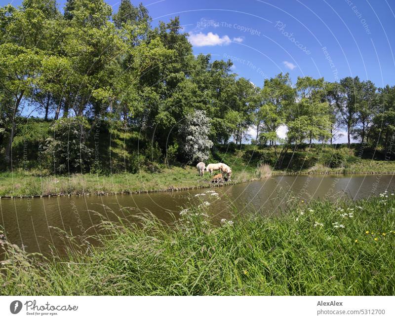 Drei weiße Kühe und ein hellbraunes Kalb grasen unter Bäumen auf der gegenüberliegenden Seite eines Kanals Kuh Rind Rinder Rinderkinder Landschaft fressen Tier
