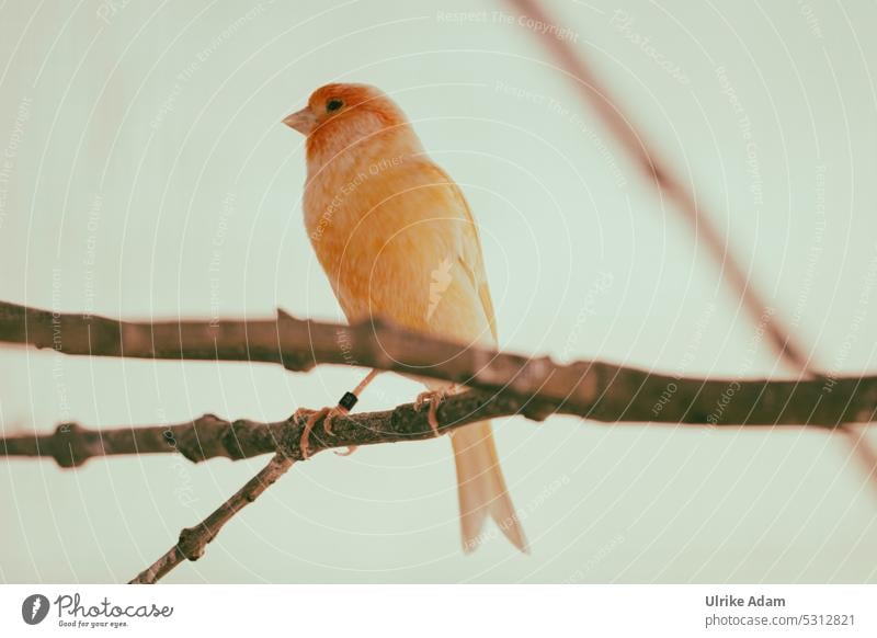 MainFux | Noch mehr Fiderallala - oranger Kanarienvogel Ganzkörperaufnahme Tierporträt Tag Farbfoto Feder Tierzucht tierisch gefiedert Schnabel Gezwitscher