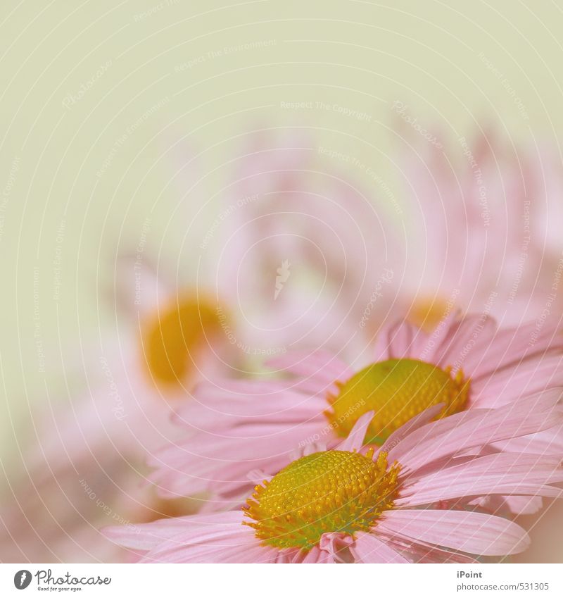 ~ Zarter Hauch von Frühling ~ Pflanze Blume Blüte gleich Inspiration Leichtigkeit schön bezaubernd Eyecatcher blumengruß Farbfoto Außenaufnahme Detailaufnahme