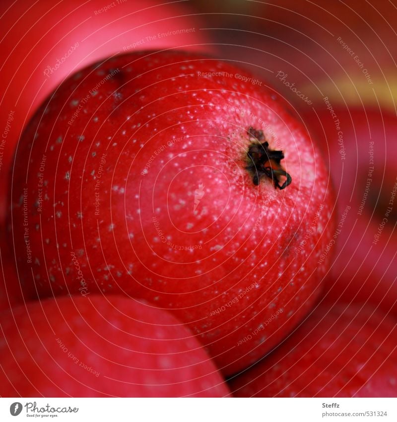 rote Äpfel aus dem Obstgarten Apfel Weihnachtsäpfel Apfelernte Bio frisches Obst Vorrat Apfelsorten organisch Gartenobst Vitamin Obsternte herbstlich