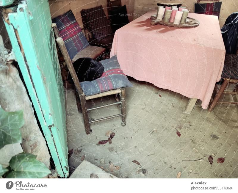 Le chat noir dort sur la chaise par un après-midi ensoleillé dans la cabane du fermier. | Der schwarze Kater schläft auf dem Stuhl an einem sonnigen Nachmittag in der Bauernstube