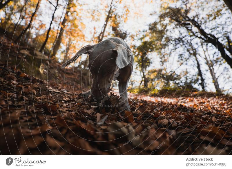 Verspielte Weimaranerhündin im Wald im Herbst Hund spielen Blatt spielerisch Haustier Tier heimisch niedlich Reinrassig Natur Eckzahn bezaubernd Jagdhund