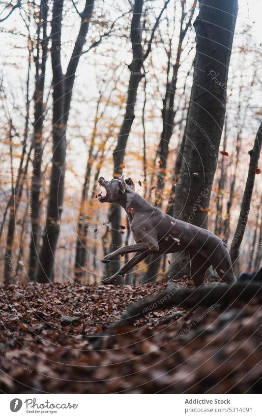 Weimaraner Hund springt im Wald im Herbst springen grau spielen Blätter Haustier spielerisch Blatt fallen Spaß Eckzahn Baum Tier Natur Reinrassig züchten