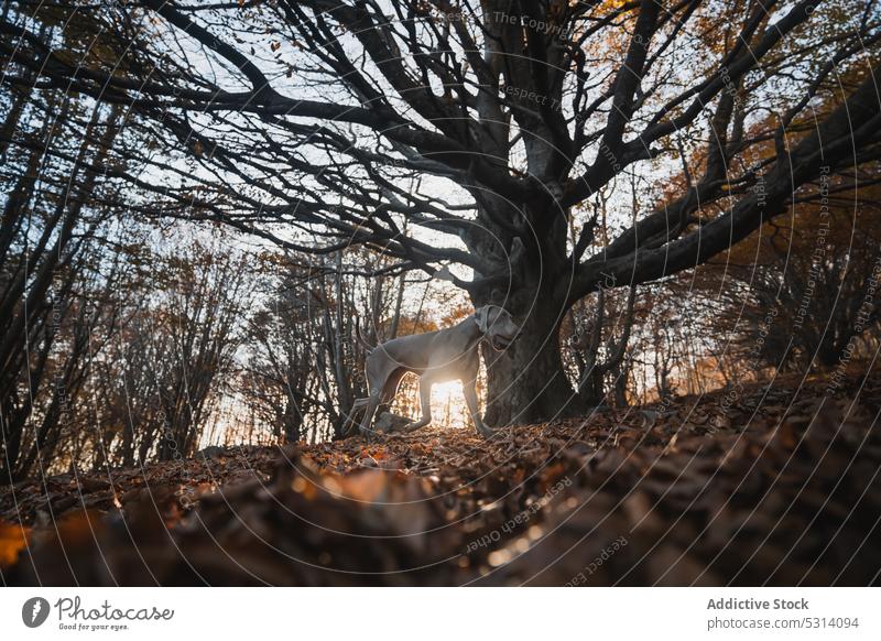 Weimaraner Hund zwischen Herbstbäumen im Wald Baum gehorsam Haustier Tier Natur neugierig Reinrassig Jagdhund Eckzahn heimisch Säugetier tagsüber loyal