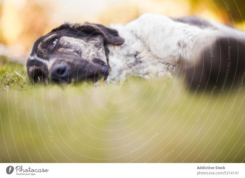 Müder weißer und schwarzer Hund auf grasbewachsenem Rasen liegend Tier Haustier ruhen Wiese rafeiro do alentejo Natur bezaubernd Eckzahn Sommer niedlich