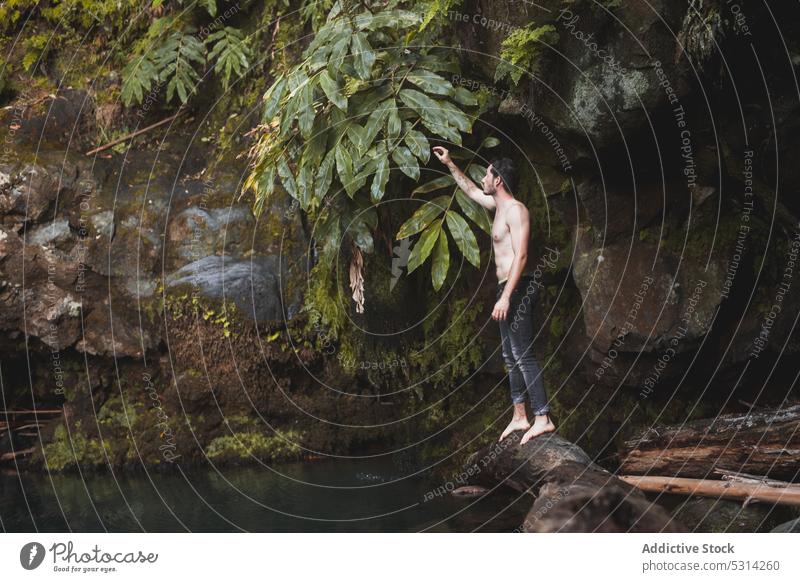 Junger Mann steht auf einem umgestürzten Baumstamm und berührt ein Blatt Wasser Kofferraum Natur Wald Sommer Teich Region Azoren grün Laubwerk Pflanze Park See