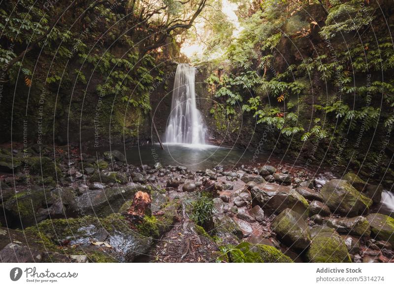 Schneller Wasserfall, der durch einen Felsen im Wald fließt Klippe tropisch Baum Wälder Fluss Pflanze exotisch fließen Insel Azoren Portugal Europa Natur frisch