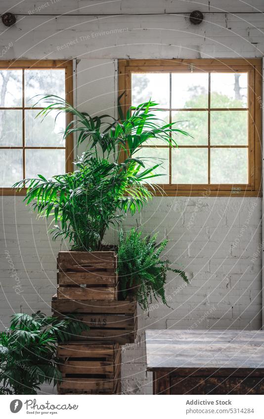 Grüne Topfpflanzen in Holzkisten an der Wand Pflanze hölzern Design Backsteinwand Kasten Innenbereich Stil Raum eingetopft Fenster Dekor grün rustikal Tisch