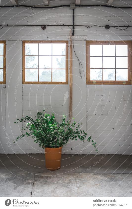 Grüne Topfpflanze in der Nähe einer schäbigen Backsteinmauer Pflanze Blumentopf Beton Keramik Innenbereich Fenster grün Dekor Design Backsteinwand Wand Raum