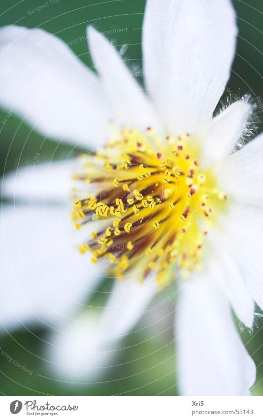 Zimmerlinde Linde Blüte gelb Tiefenschärfe Makroaufnahme