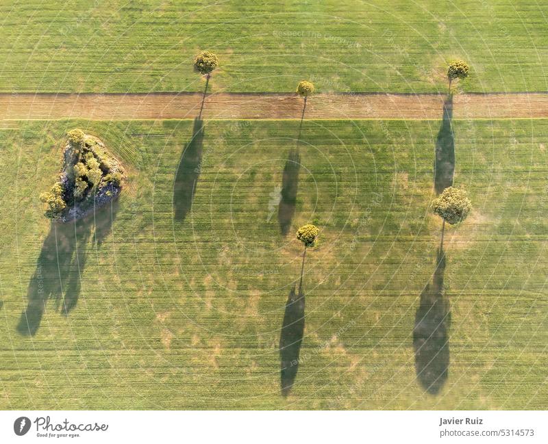 Luftaufnahme eines Getreidefeldes mit einer Straße, die es durchquert, und sich ausbreitenden Bäumen, die lange Schatten werfen, aus der Drohnenperspektive
