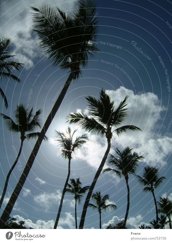 Palmsky Palme Wolken Strand Ferien & Urlaub & Reisen Sommer Himmel Kuba Sonne
