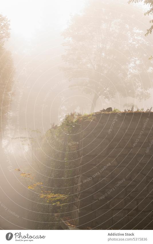 Düstere Szenerie eines nebligen Herbstparks am kühlen Morgen Nebel Park Zaun Baum trist Buchse Straße Einsamkeit Klettern Stein Natur Pflanze geblümt Dunst