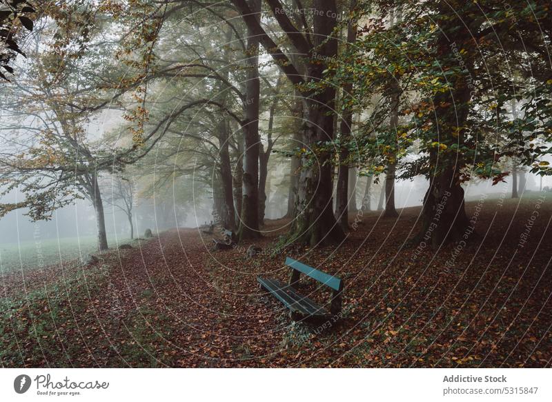 Leere Holzbänke im nebligen Herbstpark Bank Fußweg Park Nebel Blatt Baum Gasse Einsamkeit Natur ruhig friedlich Dunst Pflanze Laufsteg trocknen hölzern