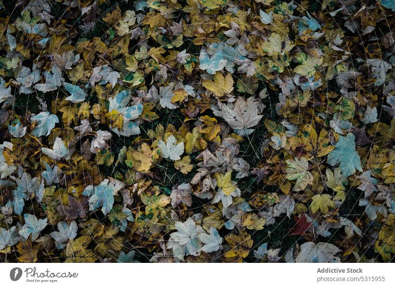Herbstblätter auf dem Boden liegend Blätter Gras trocknen Wald Saison fallen Natur Laubwerk schön Pflanze Flora Garten Park Element Detailaufnahme Muster