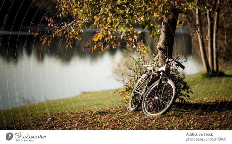 Fahrrad an einem Baum am Seeufer im Herbstpark Ufer Park Wasser Küste Zyklus Fluss Fahrzeug ruhig Gras geparkt Windstille frisch friedlich Blatt Freiheit