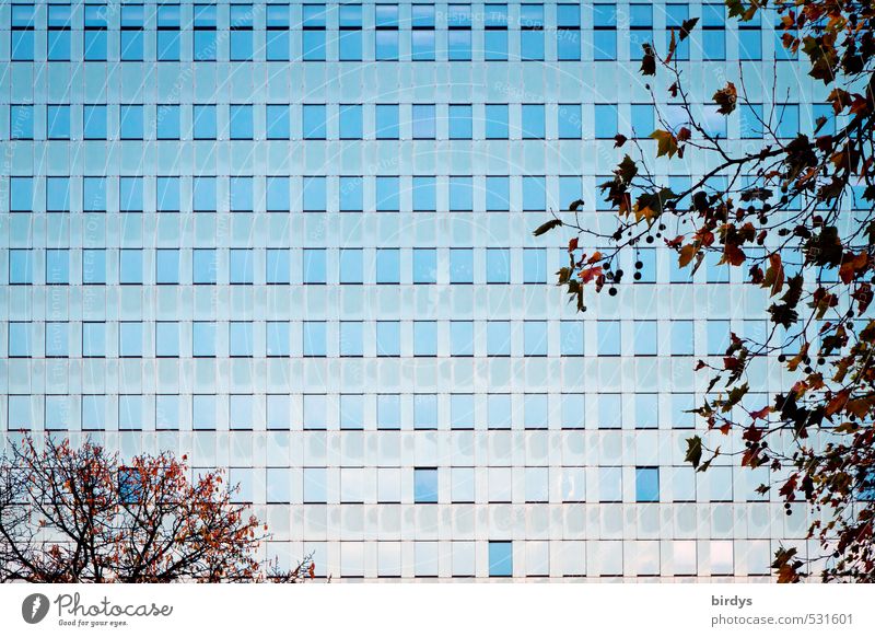 Komplex Herbst Baum Ast Hochhaus Bankgebäude Fassade Fenster ästhetisch glänzend groß hoch blau braun modern Stadt Bürogebäude viele Reihe gleich Fensterfront