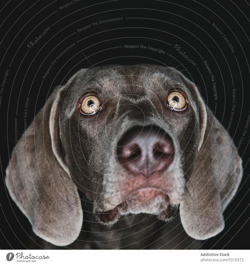 Lustiger Weimaraner-Hund auf schwarzem Hintergrund züchten Reinrassig Haustier Tier Maul lustig Stammbaum gundog starren Eckzahn heimisch bezaubernd loyal