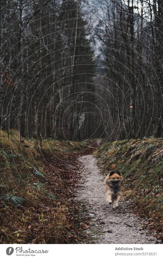 Niedlicher Hund läuft auf einem Weg in der Natur rennen Landschaft elo Tier Haustier Eckzahn ländlich niedlich Säugetier heimisch Wald Bäume spielerisch Steine