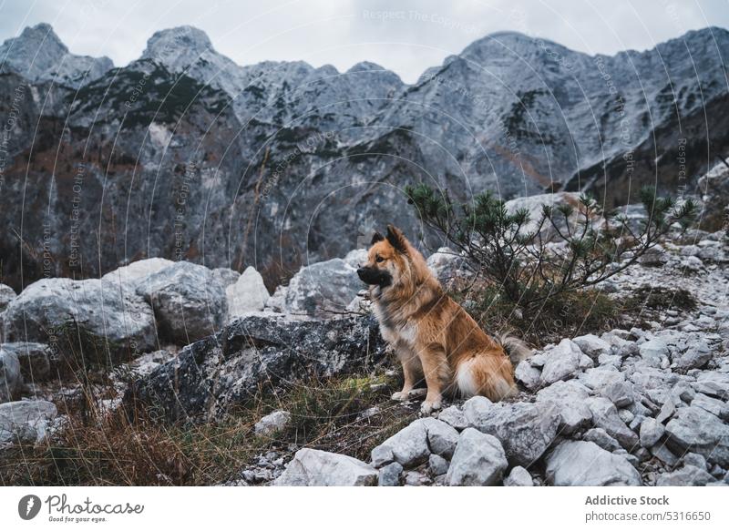 Pelziger Hund sitzt in der Nähe von Felsen Landschaft Weg elo Wegsehen Berge u. Gebirge Berghang Tier Haustier Eckzahn Natur ländlich Steine niedlich Säugetier