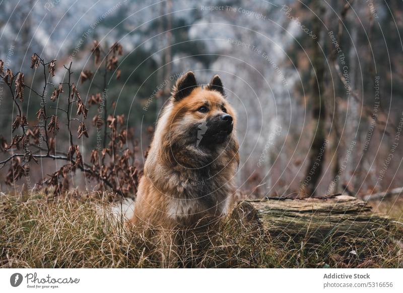 Lustiger Hund im Herbstwald Sitzen Wald Landschaft elo Wegsehen Tier Haustier Eckzahn Natur ländlich Saison fallen Totholz niedlich Säugetier heimisch pelzig