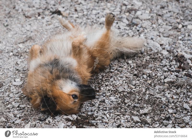 Lustiger Hund auf Steinen liegend Lügen Landschaft Weg elo Tier Haustier Eckzahn Natur ländlich niedlich Säugetier heimisch spielerisch pelzig fluffig gehorsam