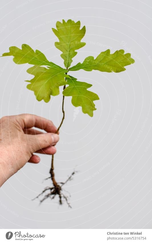 Sämling einer Stieleiche Eiche junger Baum Pflanze Natur grün Blätter Hand festhalten natürlich Umwelt Wachstum Eichenblatt Eichenblätter Wurzeln klein