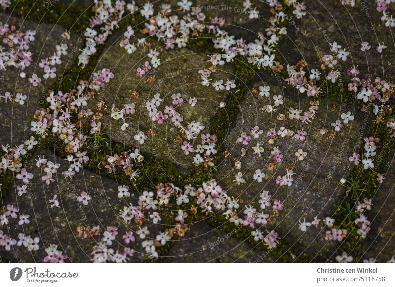 Viele kleine zarte Blüten liegen auf den Pflastersteinen abgefallene Blüten Ilexblüten Frühling Natur weiß rosa natürlich natürliches Licht Moos Fugen