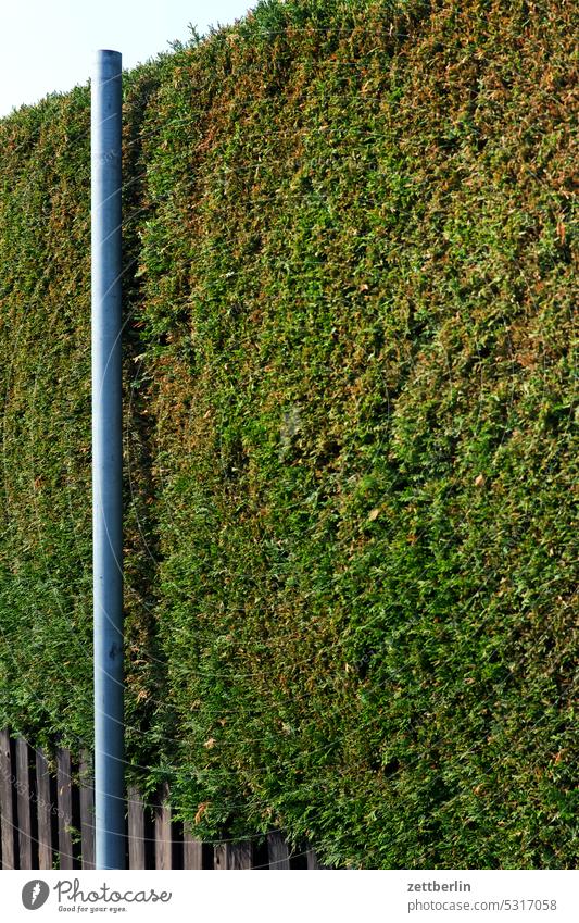 Hecke mit Pfahl 4 hecke thuja blickdicht sichtschutz sonnenschutz windschutz nachbarschaft garten kleingarten schrebergarten heckenhöhe zaun holzzaun lattenzaun