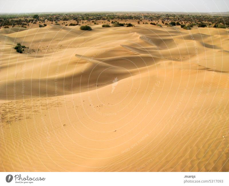 Wüste Landschaft Natur Wärme Sand Ferne Sommer heiß Dürre trocken wüstenlandschaft weite Horizont Abenteuer sanddüne Pflanze Ferien & Urlaub & Reisen wild