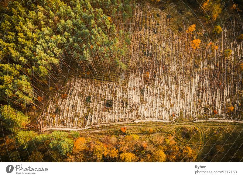 Luftaufnahme grünen Kiefernwald in Abholzung Bereich Landschaft. Top-Ansicht der europäischen Natur aus hoher Haltung im Herbst Saison. Ansicht einer Drohne. Vogelperspektive eine Abholzung Zone schneidet durch Wald
