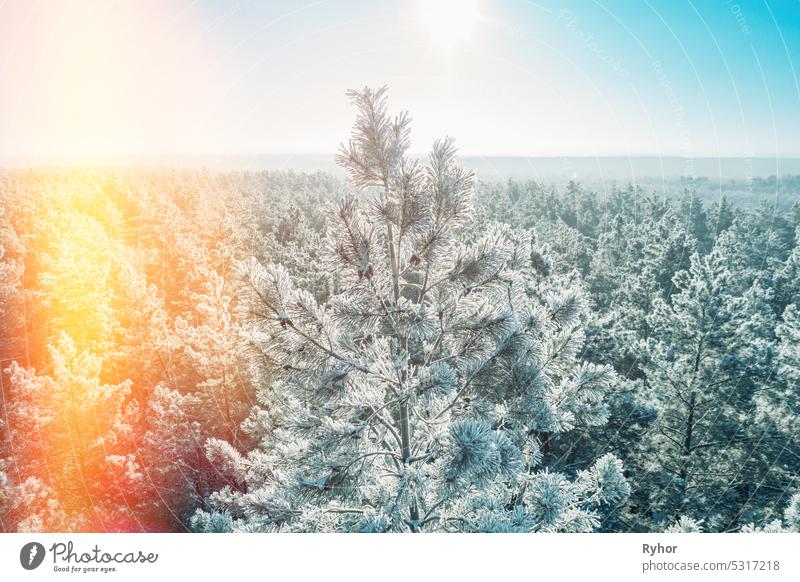 Luftaufnahme von Sonnenuntergang Sonnenaufgang Sonne Sonnenschein in sonnigen Winter verschneiten Nadelwald. Drone Blick auf europäische Wälder im Winter. Sonnenlicht durch Wald im Winter Waldlandschaft. Flare Lichteffekt