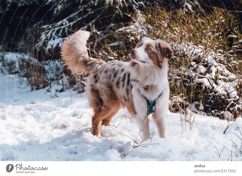 Junger Australian Shepherd im Schnee Hund Natur Junghund Wald Wälder Winter Landschaft Haustier Hütehund Rassehund Außenaufnahme niedlich beobachten wegschauen