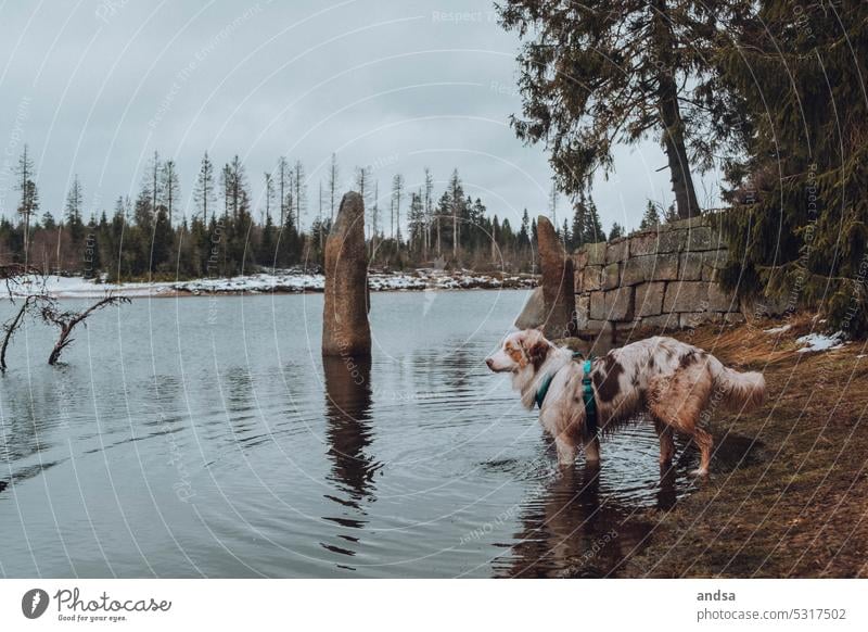 Australian Shepherd steht mit den Pfoten im Wasser in der Natur Hund See Wald Wälder Schnee Winter Pfahl Pfähle Landschaft Haustier Hütehund Rassehund