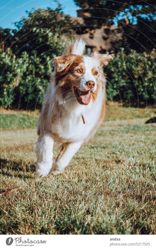 Rennender, glücklicher Australian Shepherd Hund rennen Sommer grün Wiese Gras blauer Himmel schönes Wetter Rassehund Hütehund Haustier Tier niedlich Farbfoto