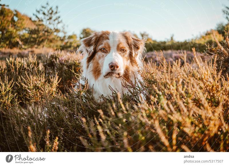 Tierporträt eines Australian Shepherds in der Heide Welpe Junghund Hund Blaue Augen Red merle Haustier Farbfoto Rassehund blau Blick Neugier niedlich beobachten