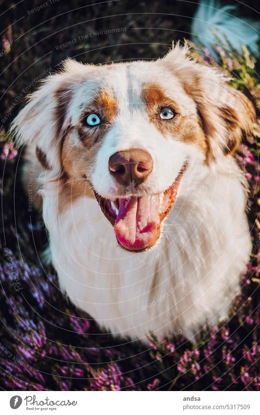 Tierporträt eines glücklichen Australian Shepherds in der Heide Welpe Junghund Hund Blaue Augen Red merle Haustier Farbfoto Rassehund blau Blick Neugier