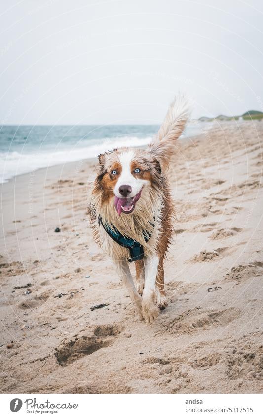 Nasser Hund rennend am Strand glücklich nass Meer Wasser Wellen Nordsee Australian Shepherd Haushund Hütehund Familienhund red merle blaue Augen Tier Farbfoto