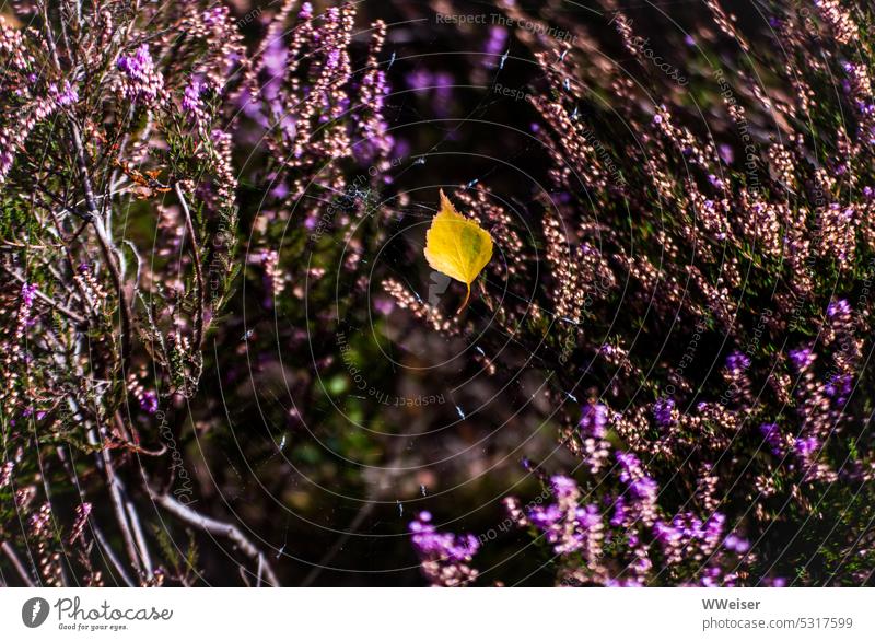 Ein gelbes Birkenblatt hängt im Spinnweben im Heidekraut Blatt Herbst Nahaufnahme Spinnennetz lila Pflanze Botanik Flora wachsen Natur natürlich Landschaft