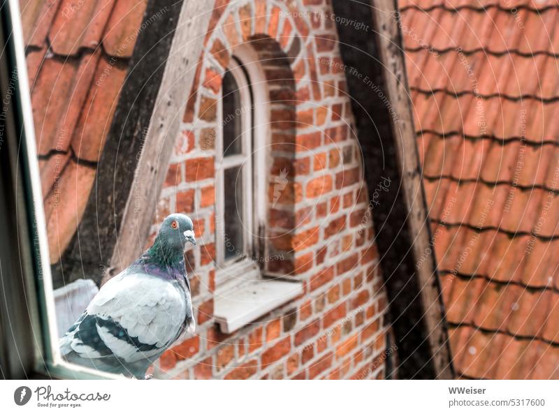 Eine Taube schaut durch das Fenster herein, hinter ihr die Giebel einer kleinen Hansestadt Dachfenster oben Wohnung Ausblick Vogel draußen Stadt historisch