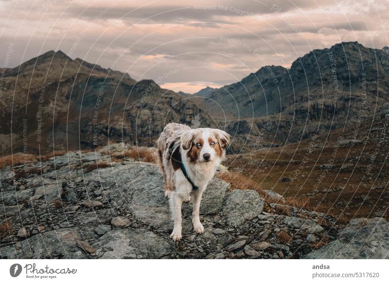 Tierporträt eines Australian Shepherds in den Bergen Hund Blick in die Kamera Blaue Augen Red merle Haustier Farbfoto Berge u. Gebirge Rassehund blau niedlich