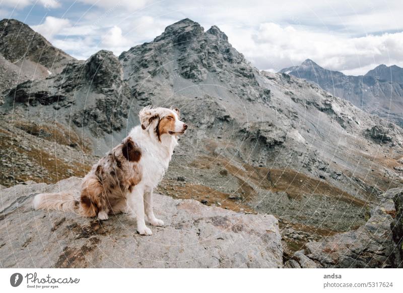 Tierporträt eines Australian Shepherds in den Bergen Hund Blaue Augen Red merle Haustier Farbfoto Berge u. Gebirge Rassehund blau Blick niedlich beobachten