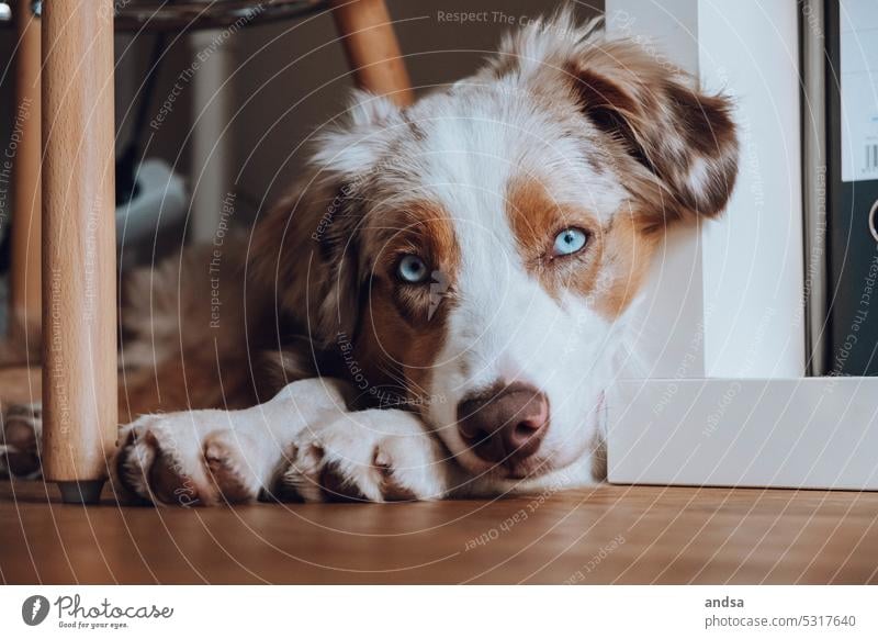 Tierporträt eines Australian Shepherd Welpen Junghund Hund Blaue Augen Red merle Haustier Farbfoto Rassehund blau Blick Neugier niedlich TIerliebe beobachten