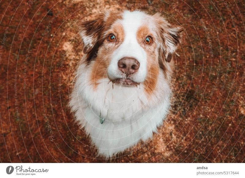 Tierporträt eines Australian Shepherds Welpe Junghund Hund Blaue Augen Red merle Haustier Farbfoto Rassehund blau Blick Neugier niedlich beobachten Hundeblick