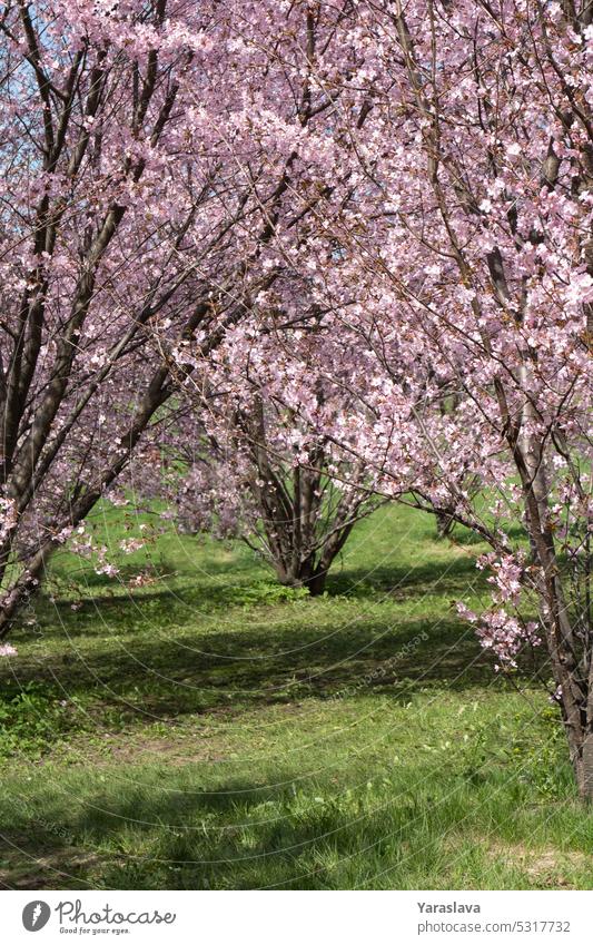 Foto von blühenden Baumzweigen im Park Blume Kirschblütenbaum blau Himmel Überstrahlung weiß Flora Blüte botanisch Sakura Natur Blatt geblümt Saison Pflanze